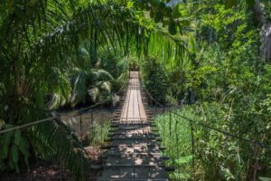 A suspended bridge in a rainforest in Costa Rica
