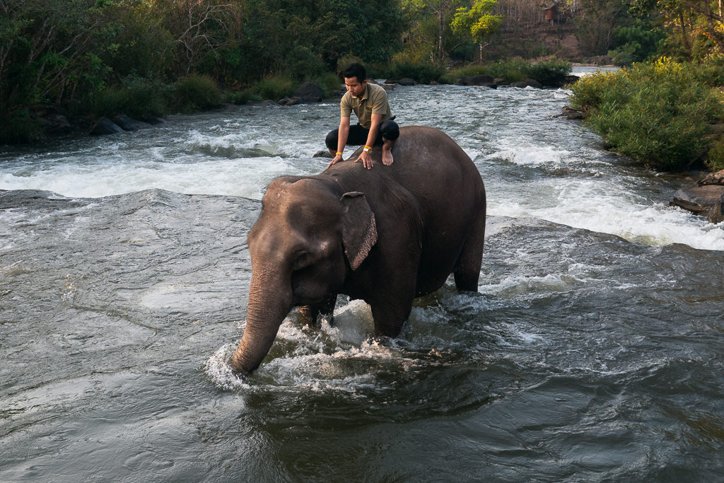 A man riding an elephant on a river in Laos.