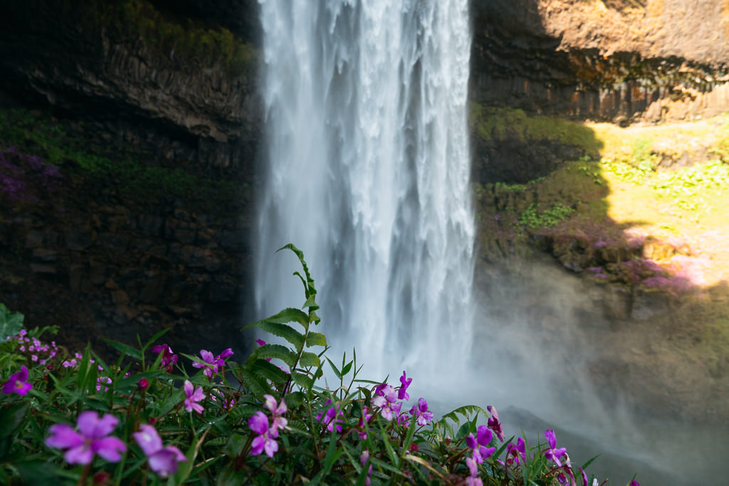 A waterfall surrounded by wildflowers in Laos.