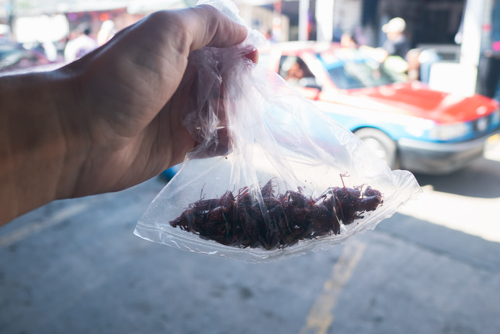 A person holding a clear plastic bag filled with dark reddish-brown insects - Chapulines 