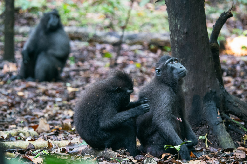a group of Black Macaques in Tangkoko National Reserve