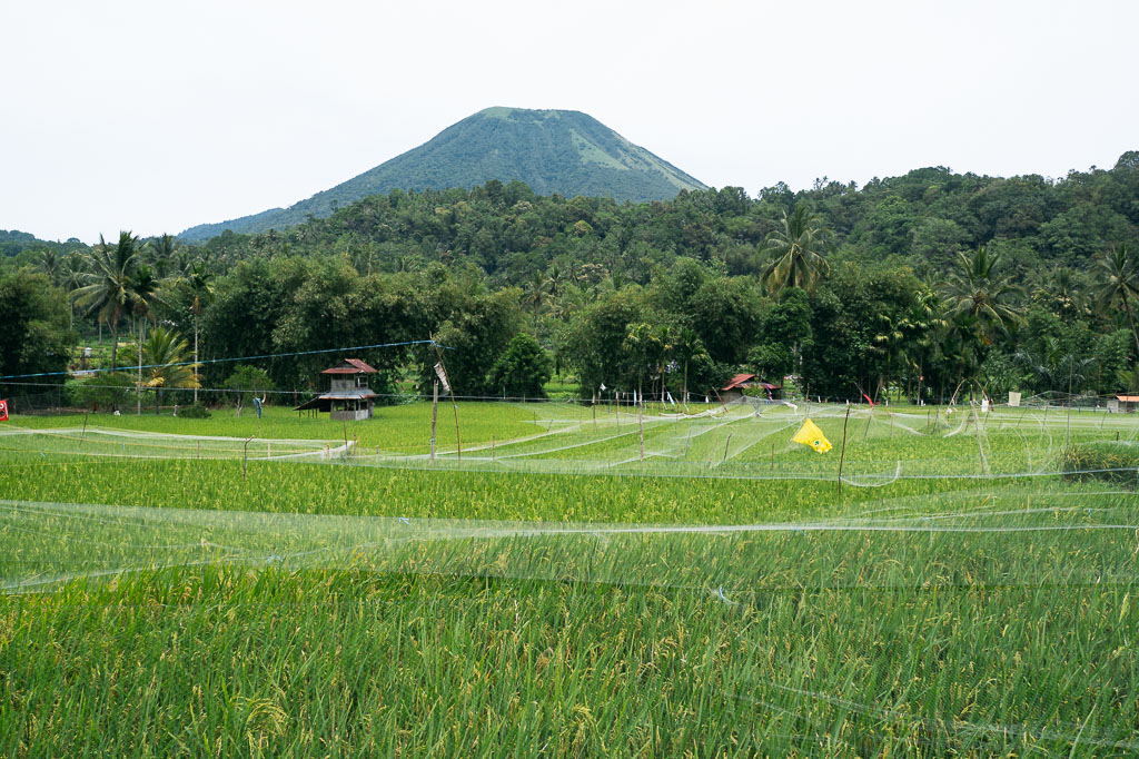 a verdant landscape in Tomohon, Indonesia, with a mountain dominating the background